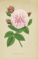 madame-hippolyte-jamain