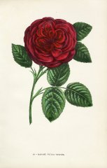 madame-victor-verdier