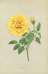 nankin-rose