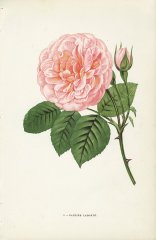 pauline-labonte