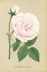 souvenir-de-la-malmaison