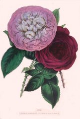 duchesse-de-sutherland