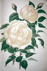 fiametta-nabonnand_journaldesroses-janv1894_rosanabonnandii