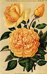 mme-chauvry