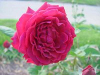 mavourneen-elko-roses.jpg