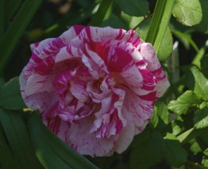 moores-striped-rugosa-2.jpg