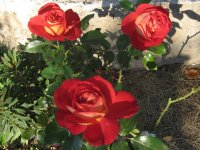 docteurs-massad-jpg4_