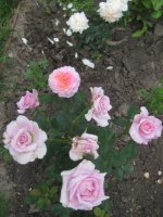 florajet