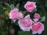 la-rose-bordeaux