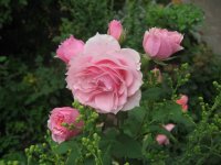 la-rose-bordeaux2