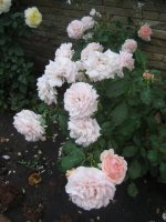 louise-de-marillac2