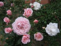 louise-de-marillac3