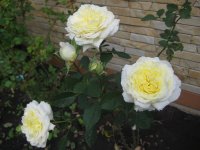 porcelaine-haviland-jpg2_
