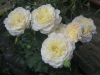 porcelaine-haviland