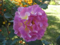 prieure-de-saint-cosme-jpg2_