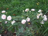 rose-delacroix-2