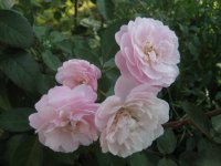 rose-delacroix