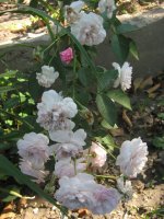 rose-delacroix2