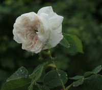 madame-hardy
