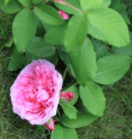 comte-de-chambord