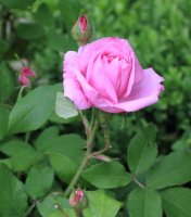 comte-de-chambord2