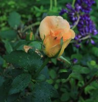 beaute-5