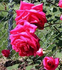 red-duchess-2.jpg