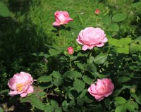 mary-rose-2