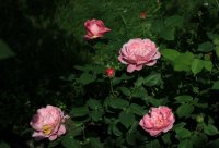 mary-rose_0