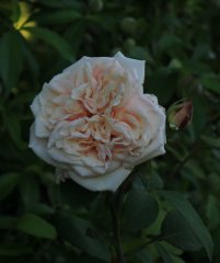 gloire-de-dijon_0