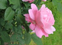 mary-rose-2_0