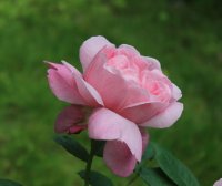 mary-rose3