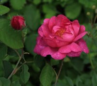 siewka-wiolacea