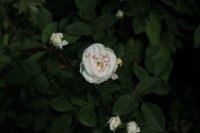 blanche-moreau