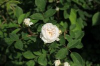 blanche-moreau2