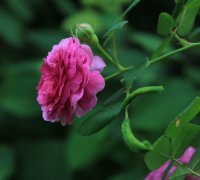 geschwind-orden2