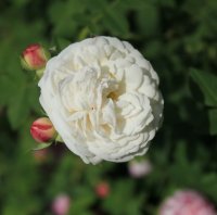 mme-plantiere