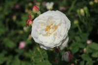 mme-plantiere2