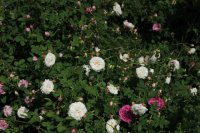 mme-plantiere4