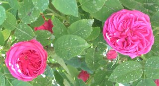 summer-blush.jpg