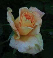 beaute3
