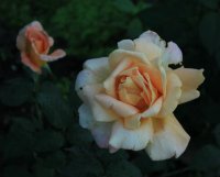 beaute4