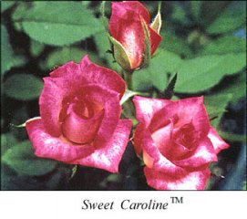 sweet_caroline.jpg