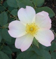 the-alexandra-rose.jpg