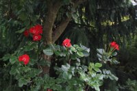 prickly-red