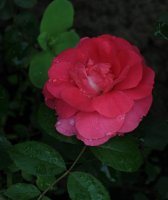 morden-centennial_0