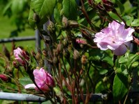 champneys-pink-cluster