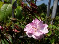 champneys-pink-cluster2