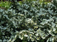 dunwich-rose