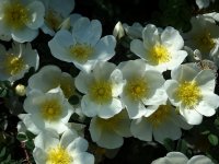 dunwich-rose2